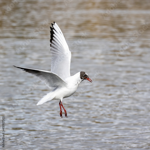 Black headed gull in flight, Southampton, UK