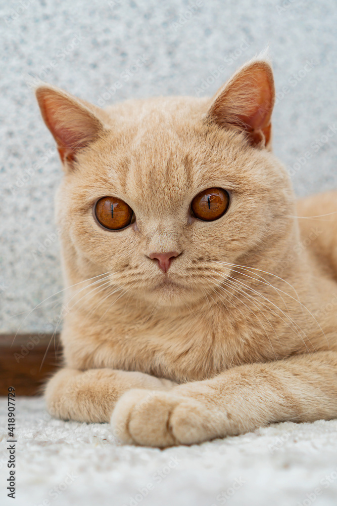 a light-colored British Shorthair cat lying on the floor