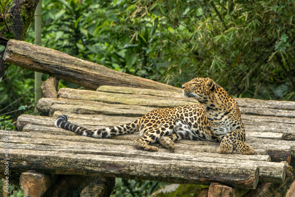 Obraz premium A leopard relaxing in a tree.
