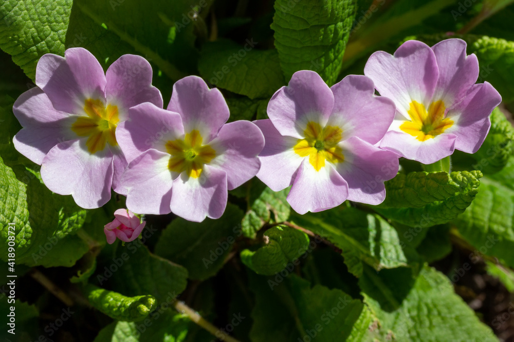 flower primrose on a spring sunny day close-up top view flower primrose on a spring sunny day close-up top view