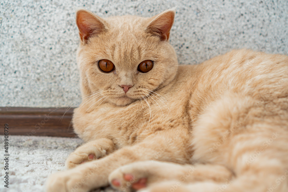 a light-colored British Shorthair cat lying on the floor