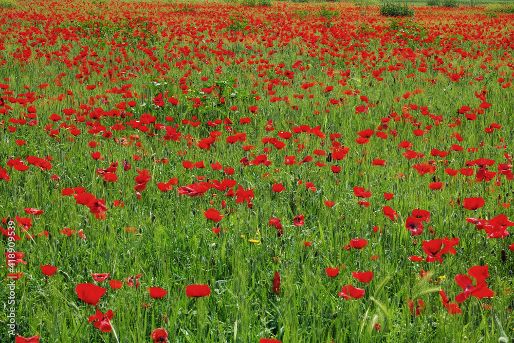 field covered by common poppies in springtime