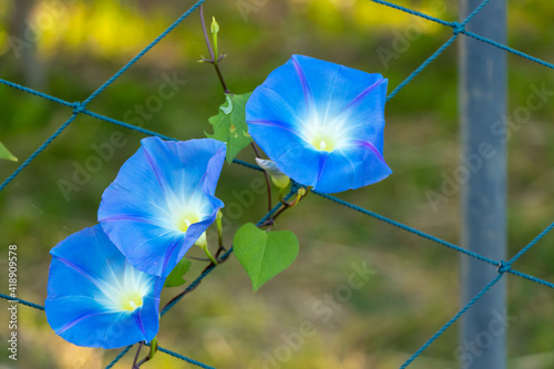Blue color morning glory flower climb on fenbce background photo