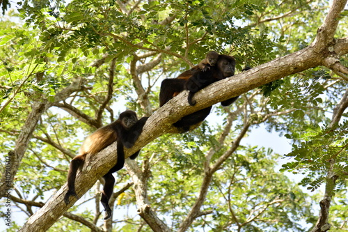 Monos aulladores negros en la isla de Ometepe, situada en el lago Cocibolca, en el sur oeste de Nicaragua photo