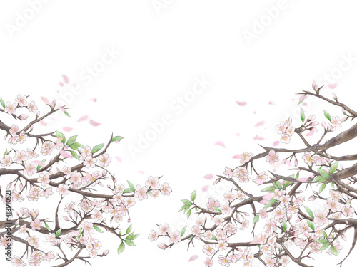 桜と花びらの背景イラスト1/白背景