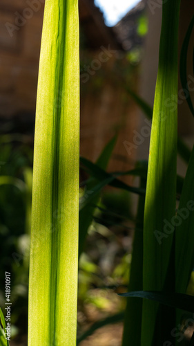 Bright Walking Iris Leaf