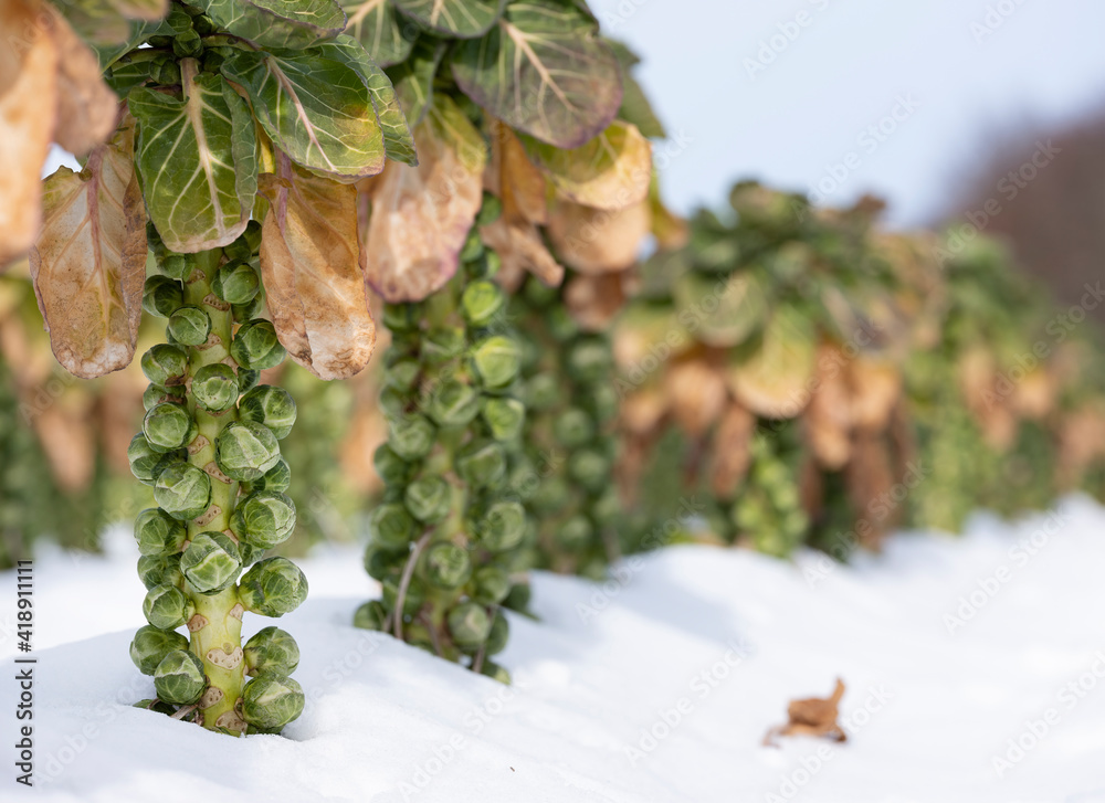 brussels sprouts in winter field under blue sky brussels sprouts in winter field under blue sky