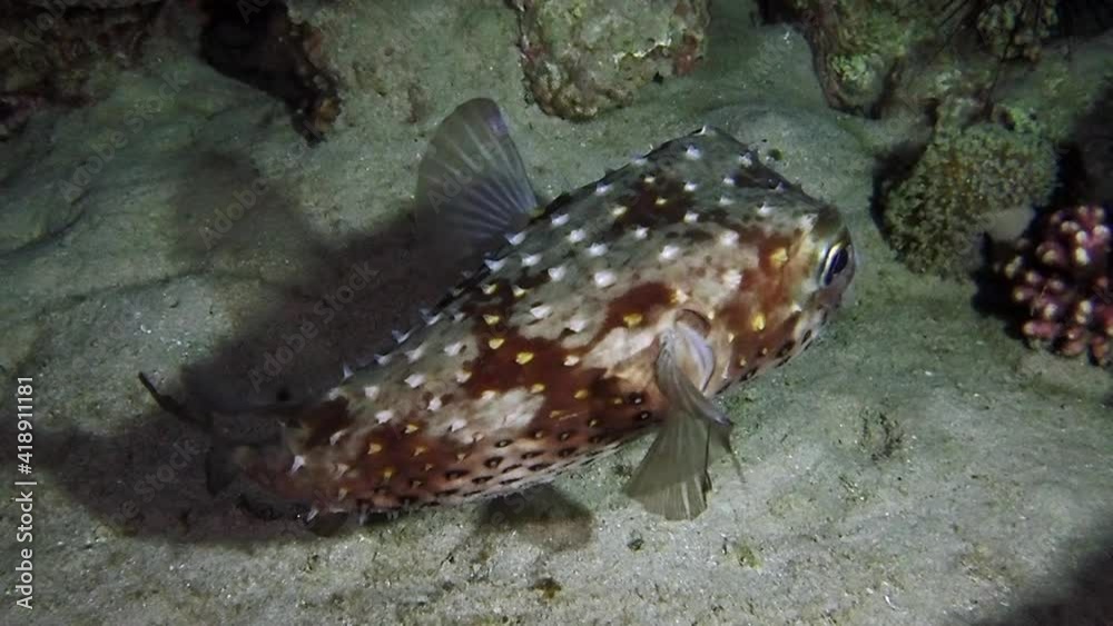 A deflated porcupinefish (Diodon nicthemerus) swimming in darkness, near the bottom of the sea