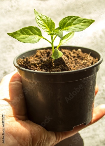 Plant in a pot on a white background isolated, home vegetable cultivation, urban gardening as a hobby and a way to grow organic food