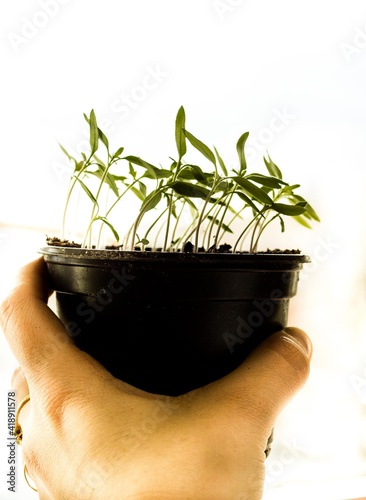 Small tomato seedlings in a pot on a white background; Home growing tomatoes as a way to get healthy, organic and tasty food, urban gardening.