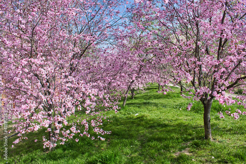 Árboles almendros en flor en un parque al inicio de la primavera