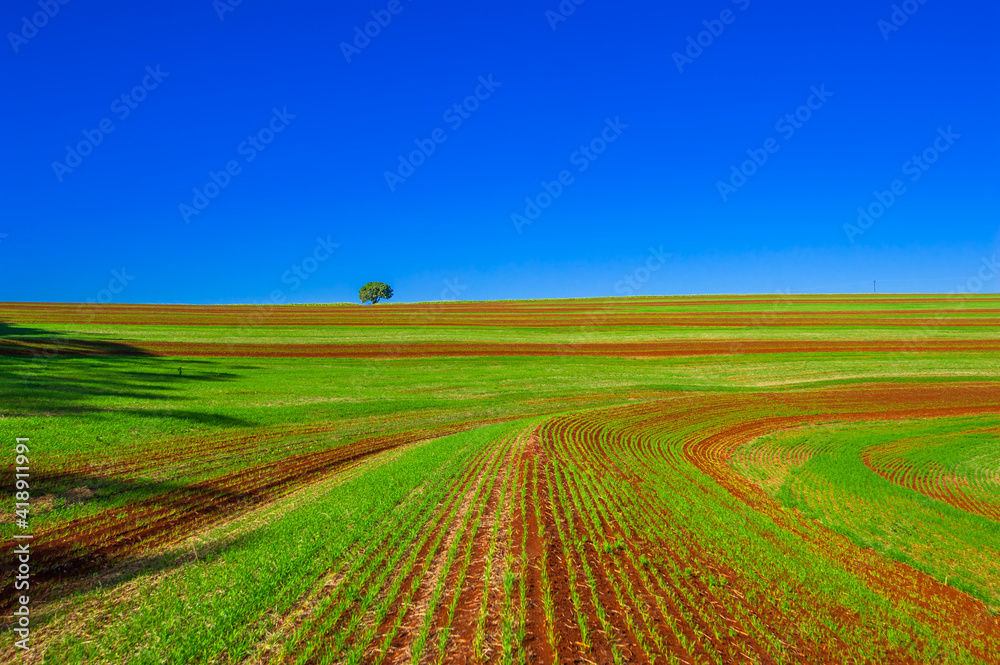wheat plantation, agriculture and development