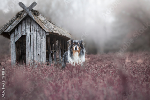 Hund in der Heide photo