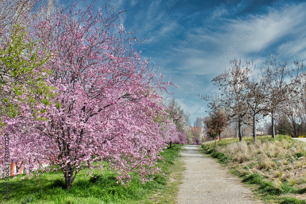 Sendero en un parque bordeado de árboles almendro en flor al inicio de la primavera