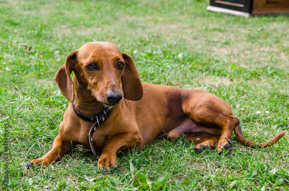 The dog lies on the grass, resting. Red dachshund The dog lies on the grass, resting. Red dachshund