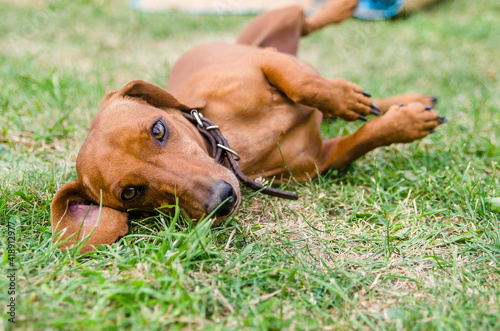 The dog lies on the grass, resting. Red dachshund