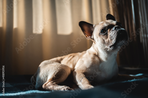 Fototapeta Naklejka Na Ścianę i Meble -  closeup of cute french bulldog dog lying and resting on sofa at home