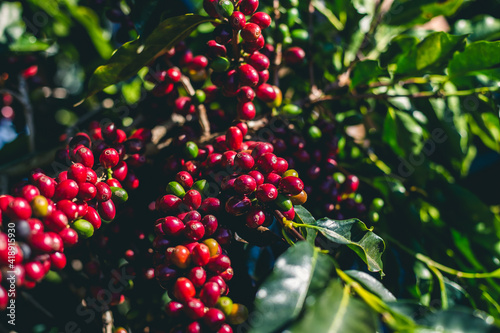 Fotografía Plantação, Colheita e Secagem de Café