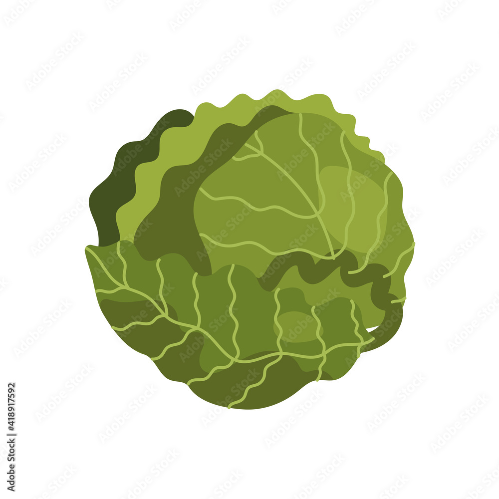 cabbage fresh vegetable cabbage fresh vegetable