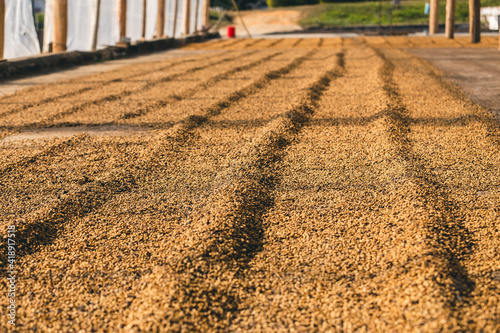 Plantação, Colheita e Secagem de Café