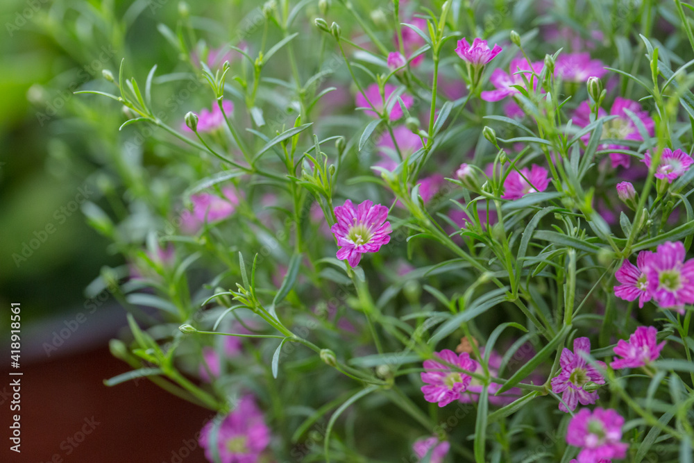 Blooming cone stone flower and green leaves,Gypsophila paniculata Blooming cone stone flower and green leaves,Gypsophila paniculata