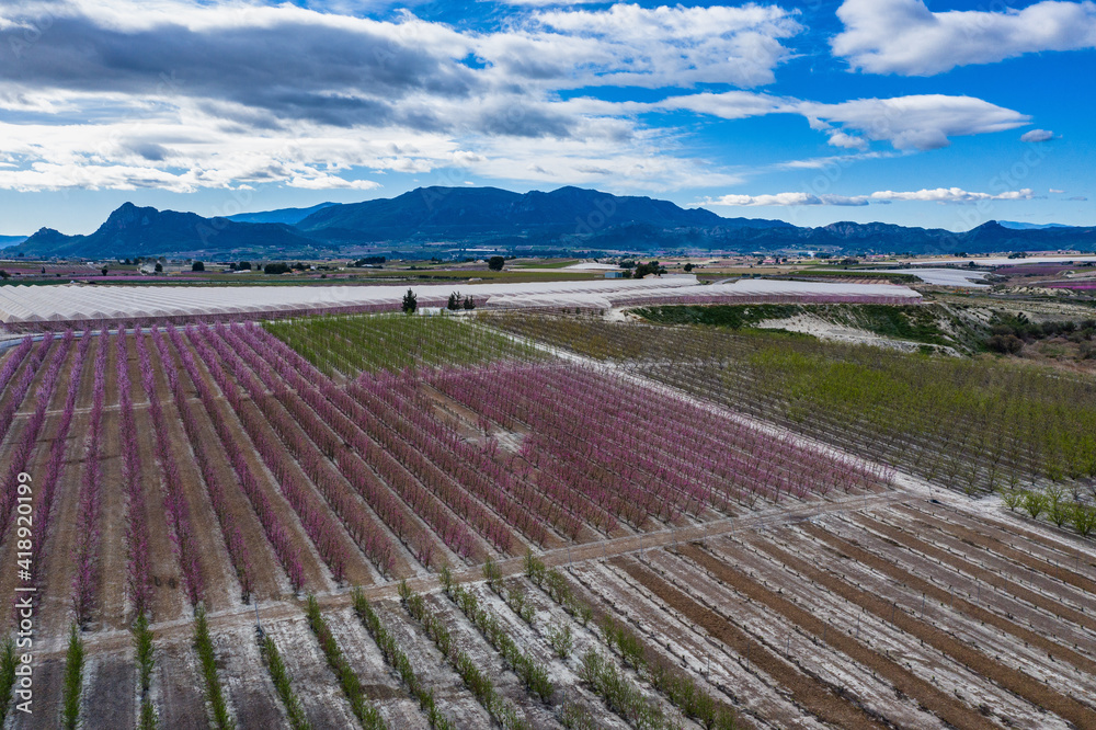 Obraz premium Peach blossom in Ascoy near Cieza in the Murcia region in Spain