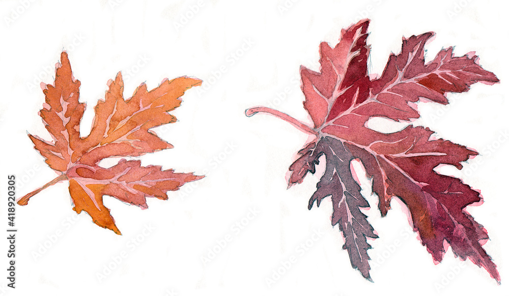 Fototapeta premium Watercolor maple leaves on white background. 