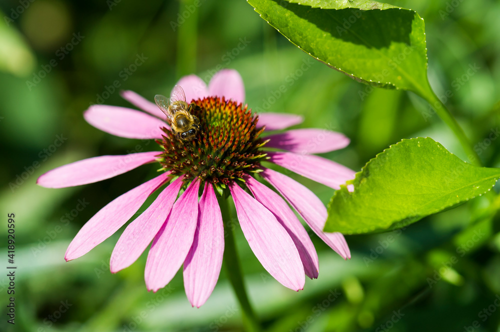 Fototapeta premium Echinacea mit Biene