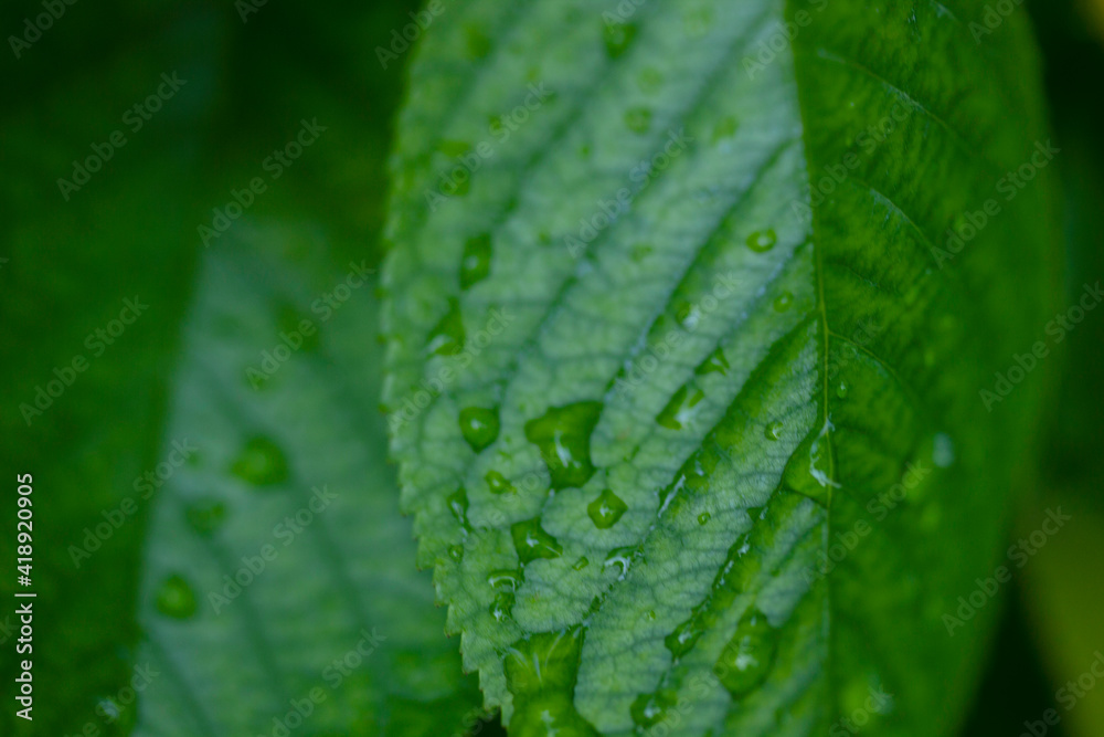 Green leaf and water drops. Abstract texture background.