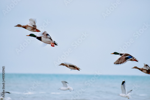 Obraz na plátne Beautiful shot of ducks flying over the sea on a gloomy day