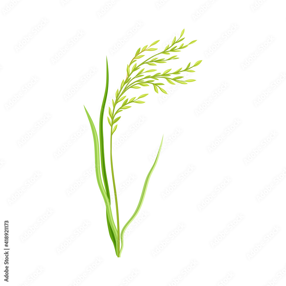 Obraz premium Grain Crop or Cereal Specie and Cultivated Grass on Stalk with Inflorescences Vector Illustration