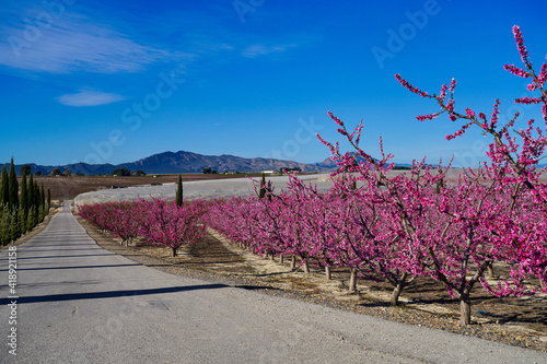 Fototapeta Naklejka Na Ścianę i Meble -  Peach blossom in Cieza, Mirador El Horno in the Murcia region in Spain