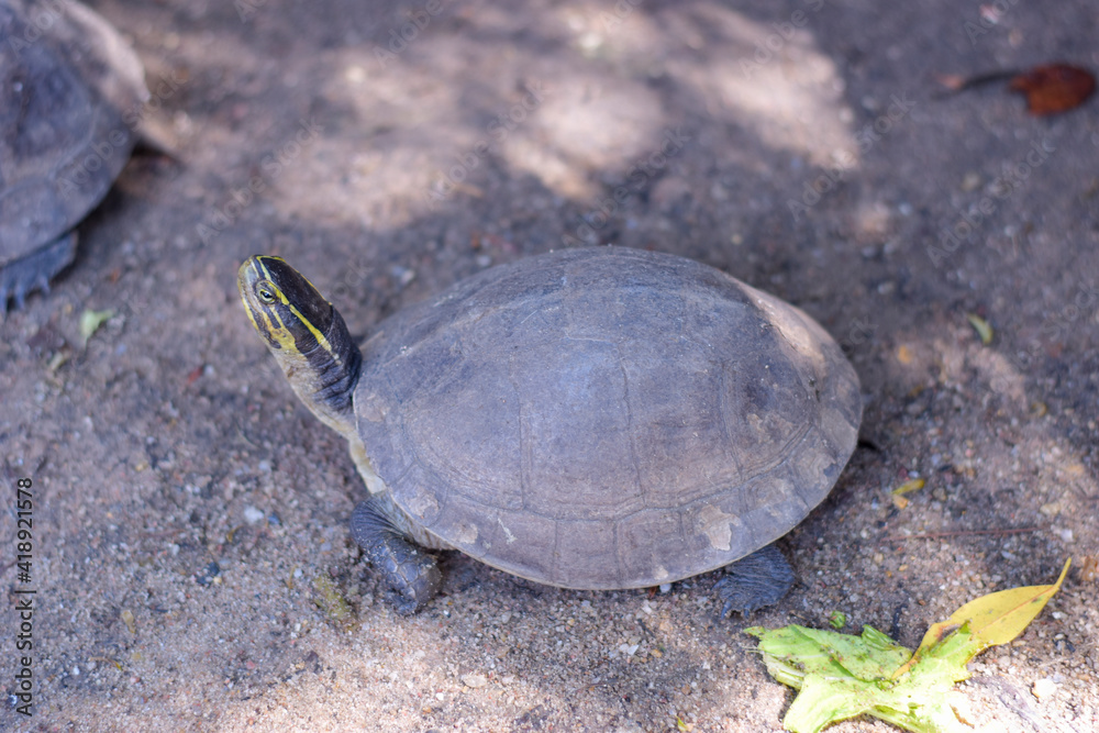 Close up a turtle walking on the ground Close up a turtle walking on the ground