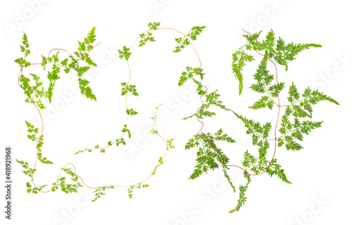 fresh climbing fern leaves isolated on white background, overhead view