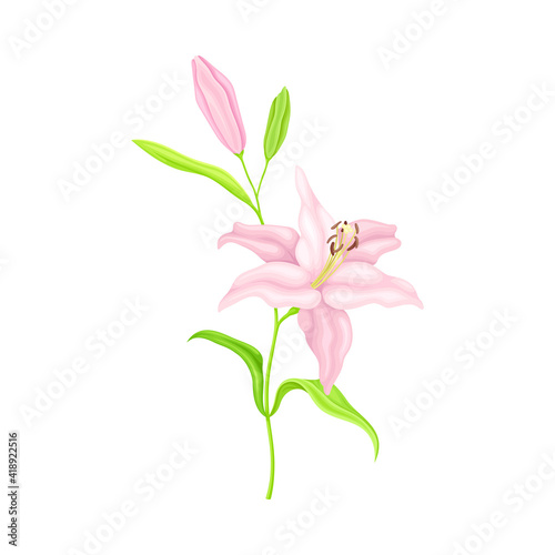 Violet Lily on Stalk as Herbaceous Flowering Plant with Large Prominent Flower with Stamens Vector Illustration