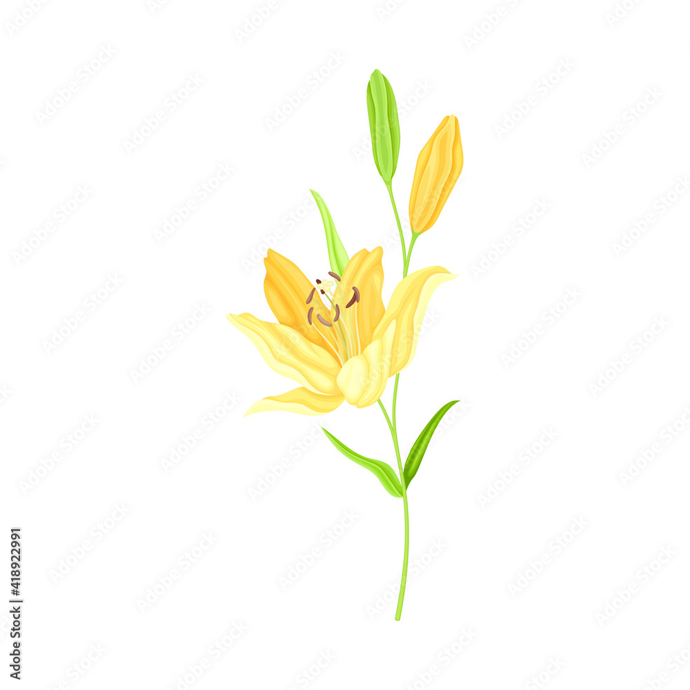 Lily on Stalk as Herbaceous Flowering Plant with Large Prominent Flower with Stamens Vector Illustration