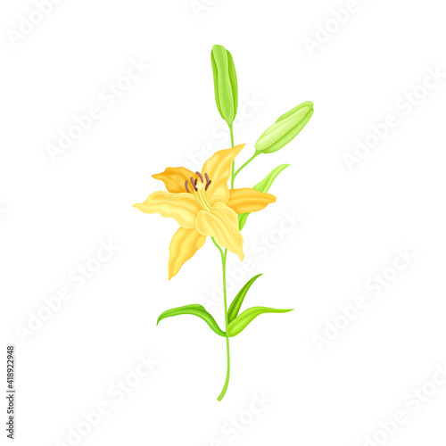 Lily on Stalk as Herbaceous Flowering Plant with Large Prominent Flower with Stamens Vector Illustration