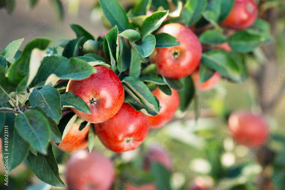 Obraz premium Red apples on a tree. Apple orchard.