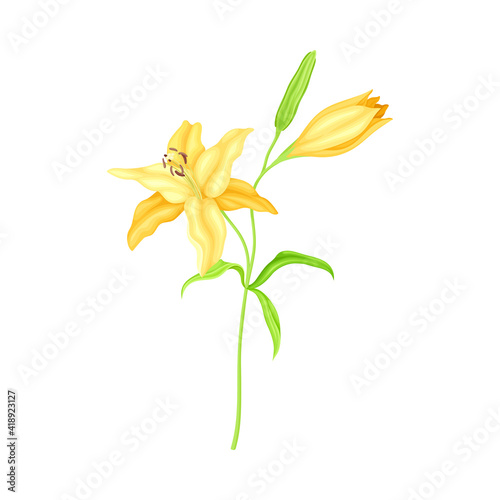 Large Yellow Lily Flower on Green Stalk as Herbaceous Flowering Plant Vector Illustration