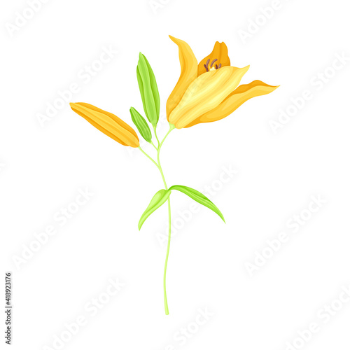 Large Yellow Lily Flower on Green Stalk as Herbaceous Flowering Plant Vector Illustration