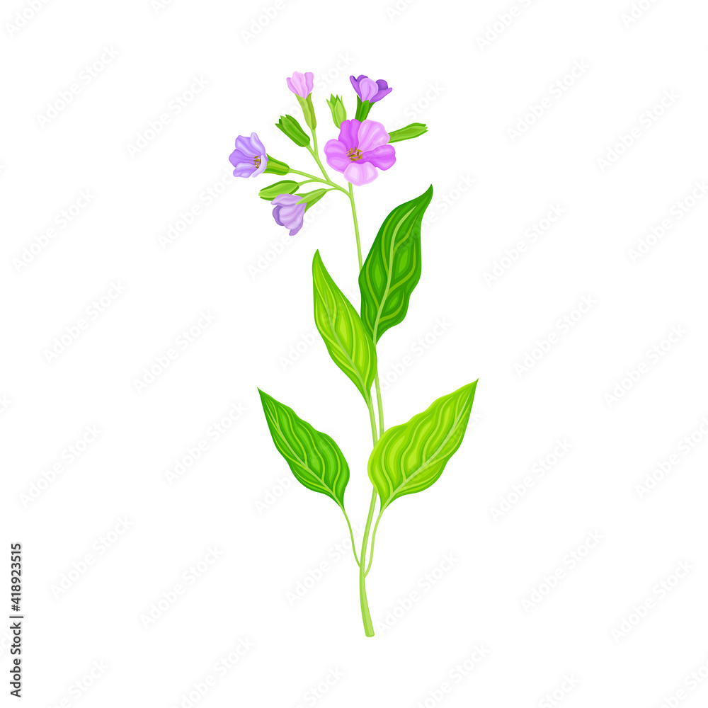 Lungwort or Pulmonaria Flowering Plant with Violet Inflorescences Vector Illustration