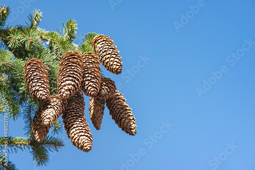 Opened spruce cones on a branch with green needles against the blue sky.