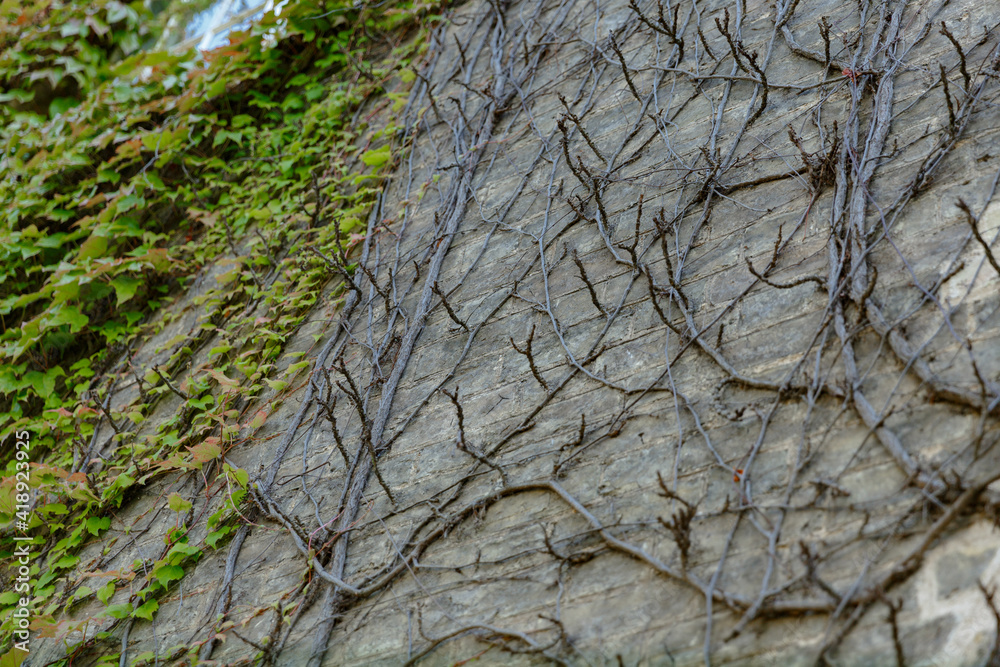 picturesque ivy weaves along the wall of the wall of St John's College building picturesque ivy weaves along the wall of the wall of St John's College building