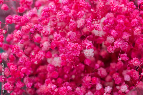 Colored dried flowers gypsophila   Gypsophila paniculata