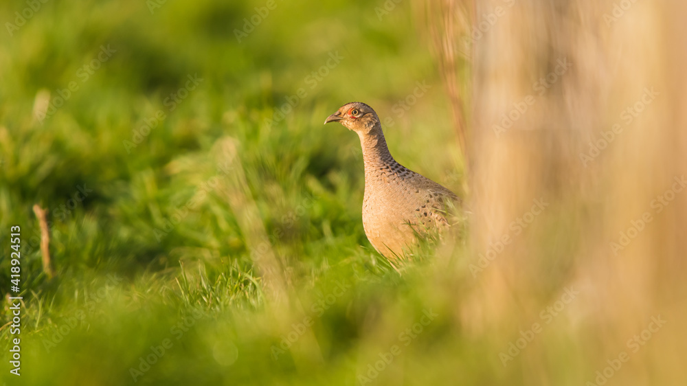 Hen of Common Pheasant, Ring-necked Pheasant, Phasianus colchicus Hen of Common Pheasant, Ring-necked Pheasant, Phasianus colchicus