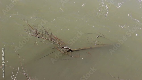 Tree branches in the stream of the river