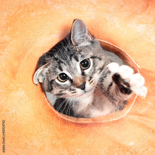 A funny little tabby kitten crawls out of the hole in the orange pillow and pulls forward a paw with its claws spread out.