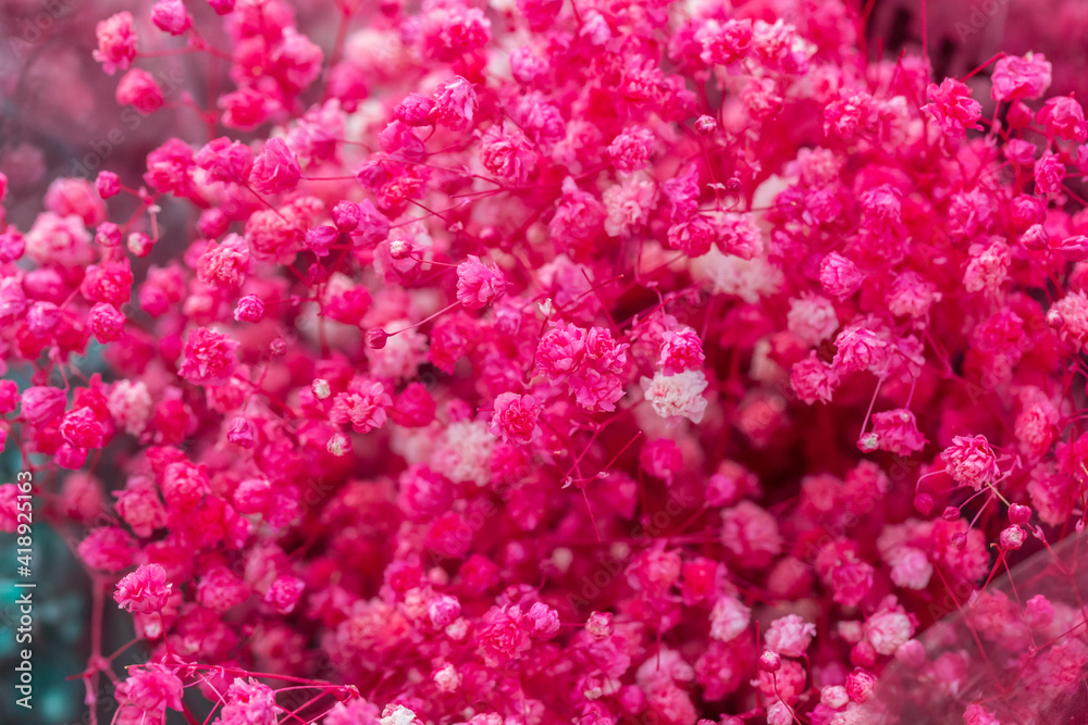 Colored dried flowers gypsophila,Gypsophila paniculata Colored dried flowers gypsophila,Gypsophila paniculata