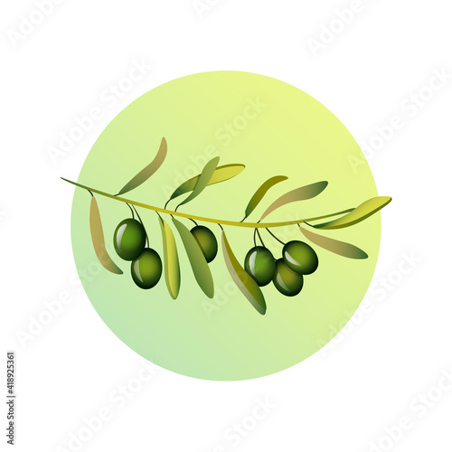 Olive tree branch illustration.