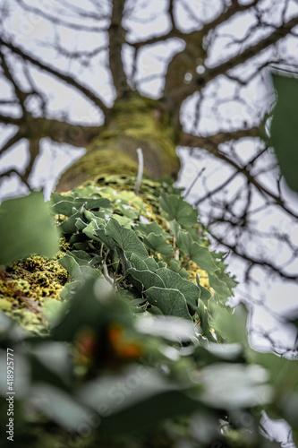 Arbre et plantes grimpantes vu du dessous. photo